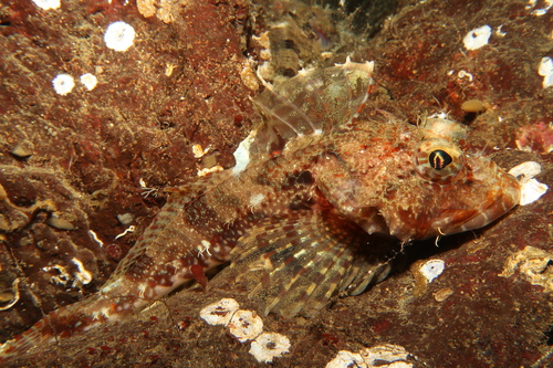 Franje-donderpad (Icelinus fimbriatus) — Cottidae — 3