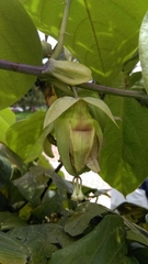 Passiflora ligularis