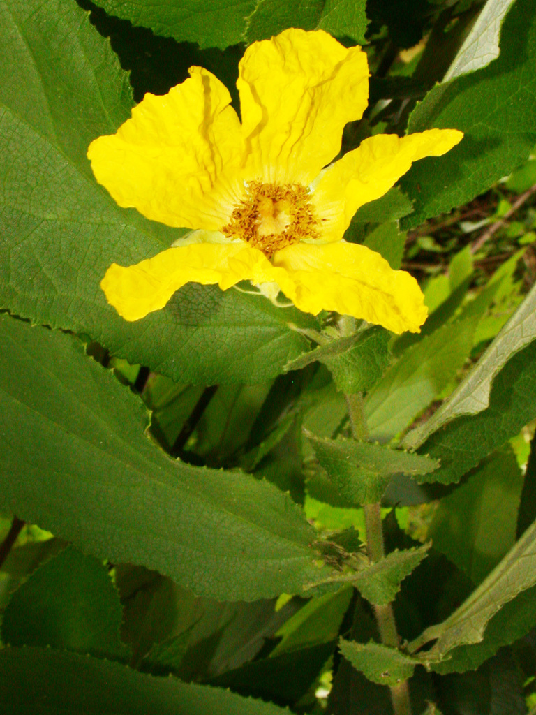 Dicraspidia