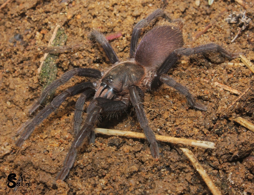 Chilobrachys nitelinus