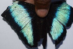 Morpho deidamia