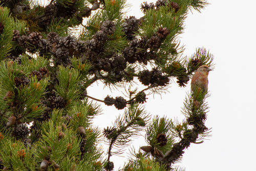 Cassia Crossbill (Loxia sinesciuris), photo 6