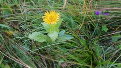 Pentanema orientale