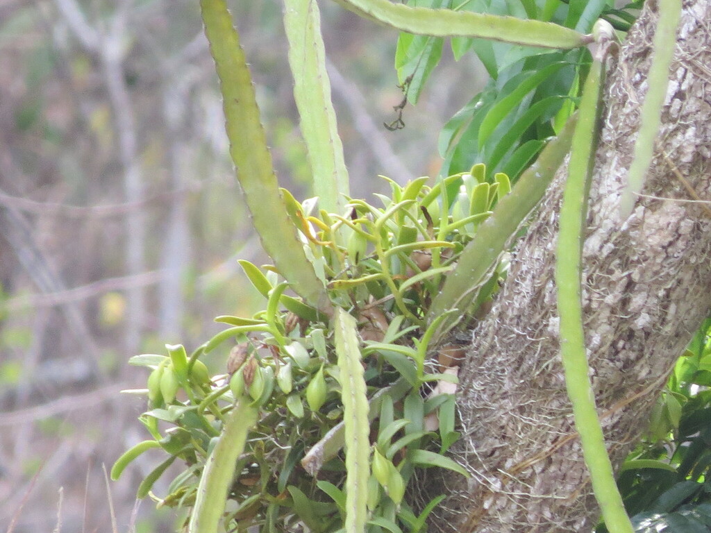 Epidendrum citrosmum Hágsater
