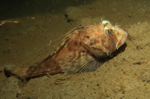 Filamented sculpin (Icelinus filamentosus) — Cottidae