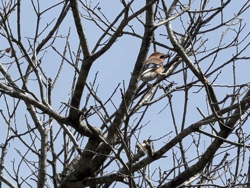 Eurasian Jay