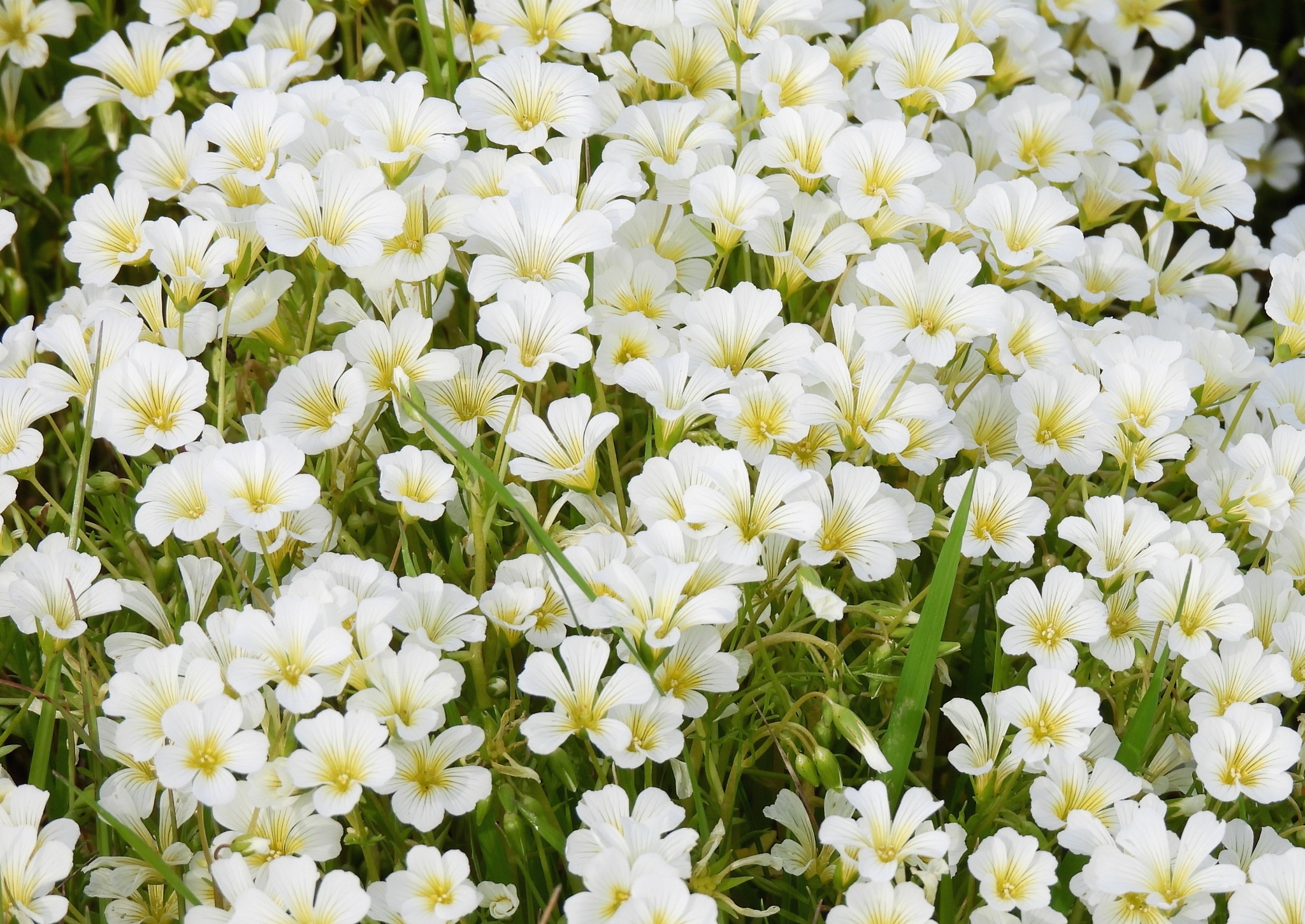 Imagem de Meadowfoam