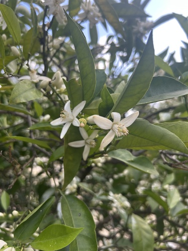 Malayan kumquat (Citrus swinglei)