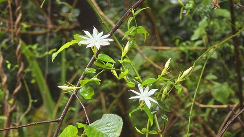 Jasminum nervosum (Jasminum nervosum)