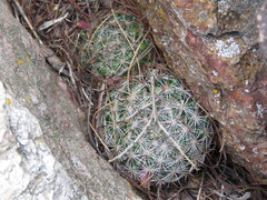 Mammillaria jaliscana jaliscana