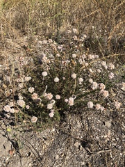 Eriogonum fasciculatum
