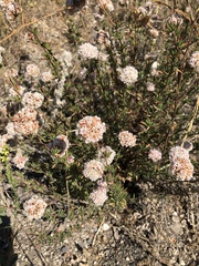 Eriogonum fasciculatum