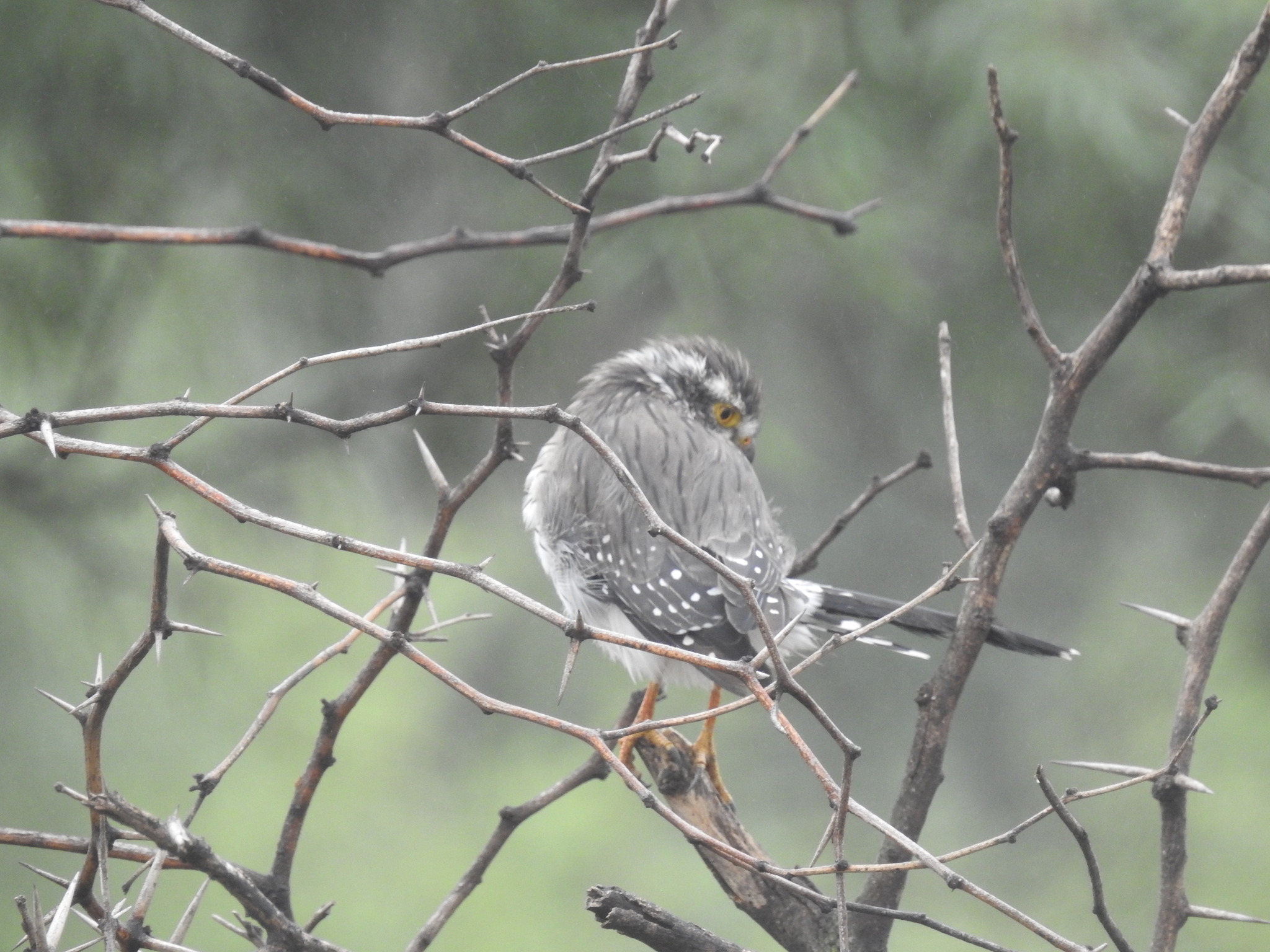 Spot-winged Falconet (Spiziapteryx circumcincta), photo 5