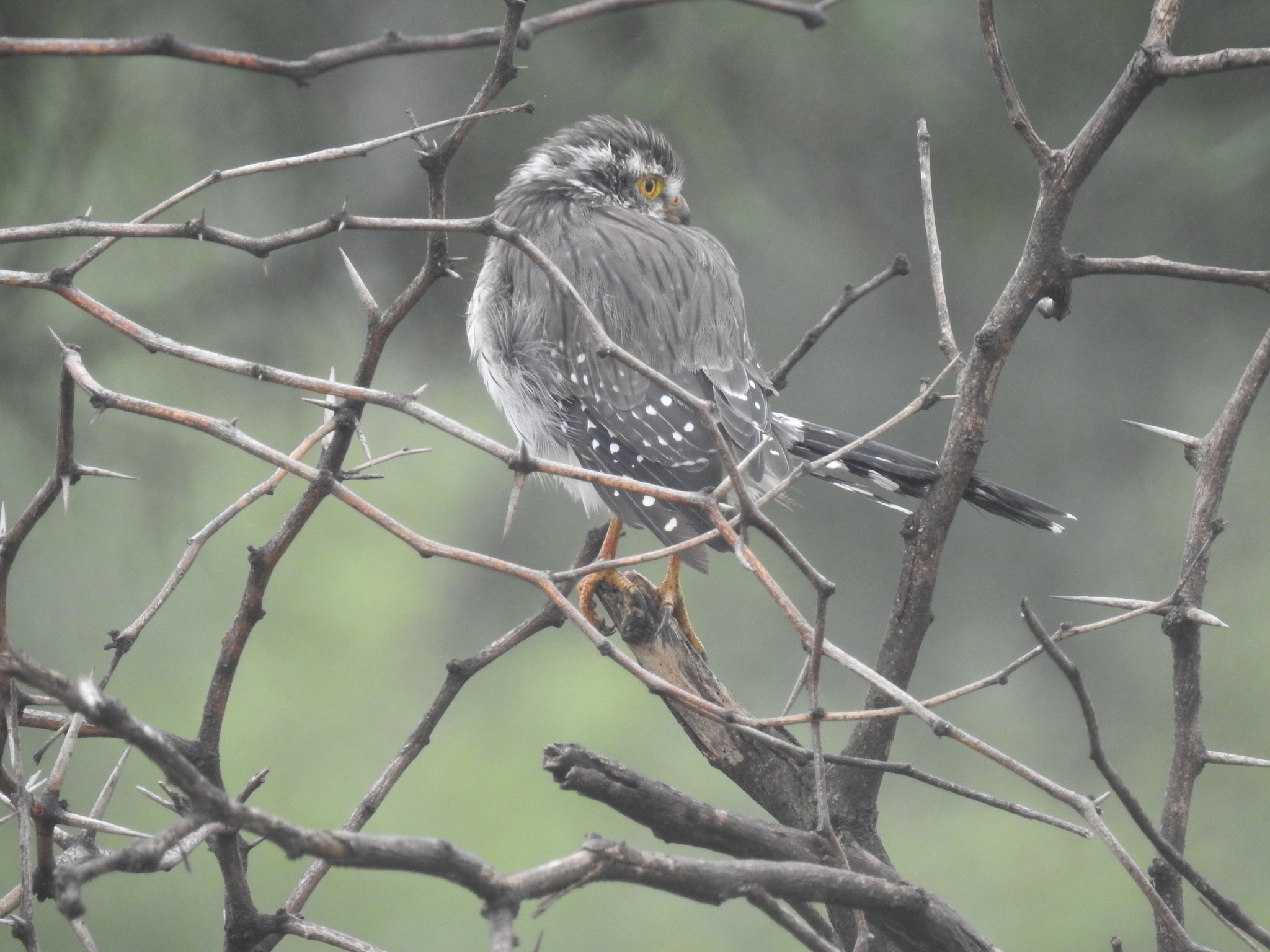 Spot-winged Falconet (Spiziapteryx circumcincta), photo 4
