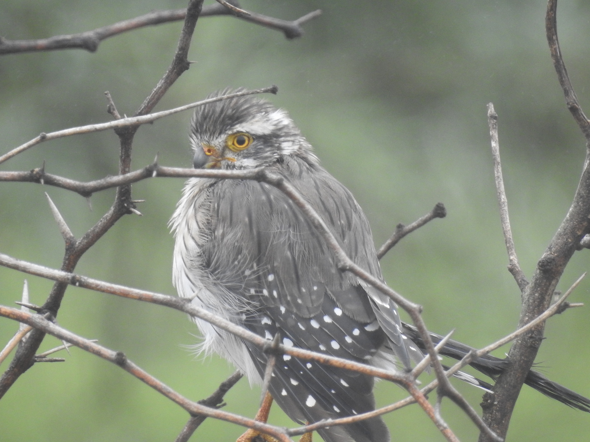 Spot-winged Falconet (Spiziapteryx circumcincta), photo 6
