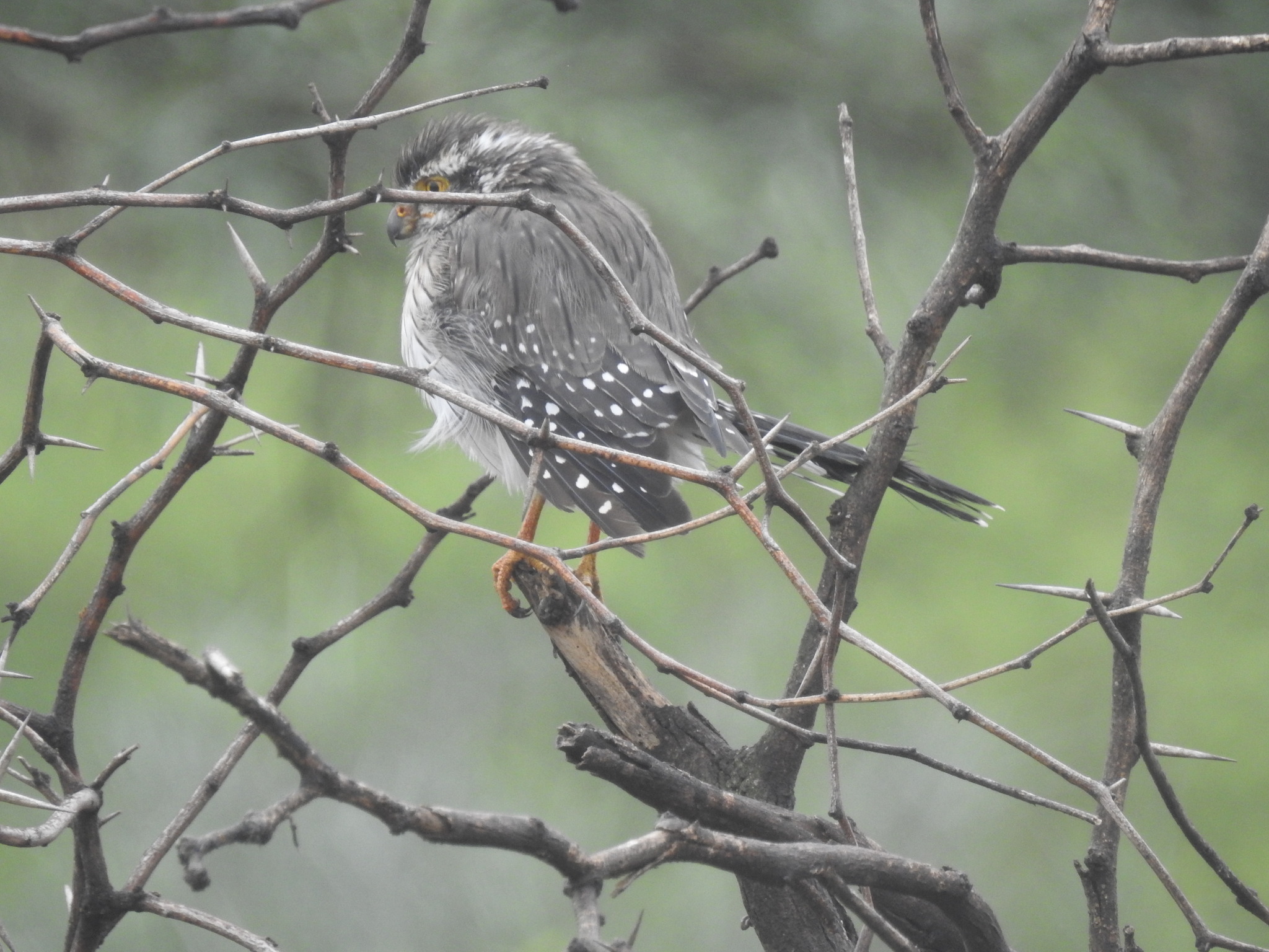 Spot-winged Falconet (Spiziapteryx circumcincta), photo 3