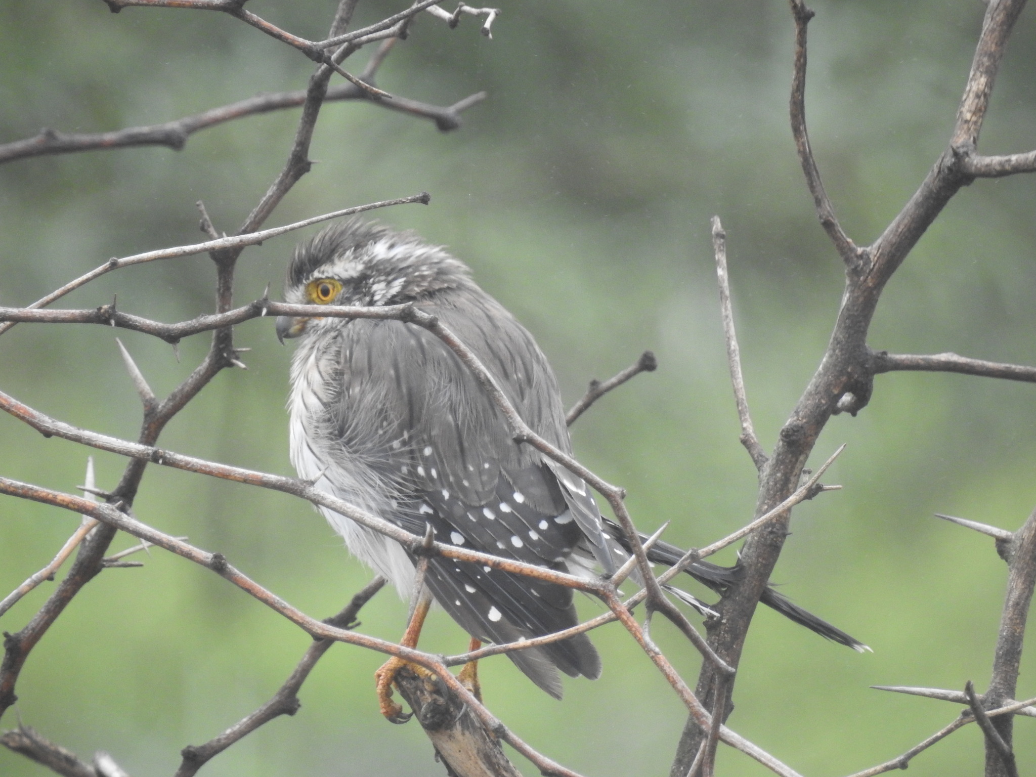 Spot-winged Falconet (Spiziapteryx circumcincta), photo 7
