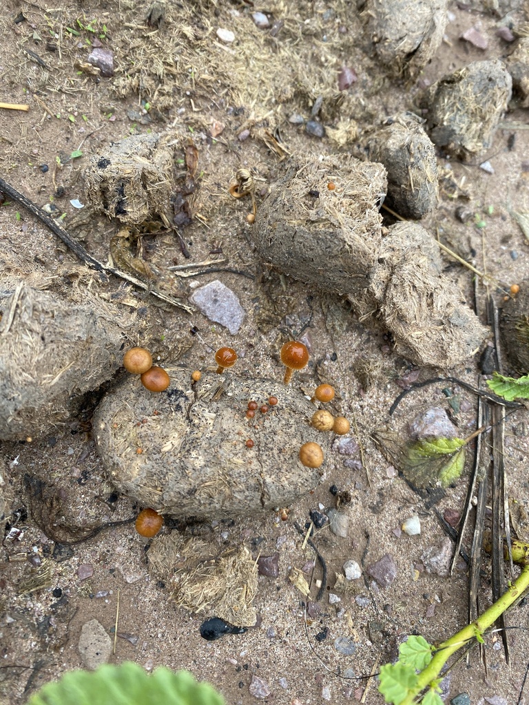 Deconica coprophila · March 2025 · photo: © carancho (iNaturalist, cc-by)