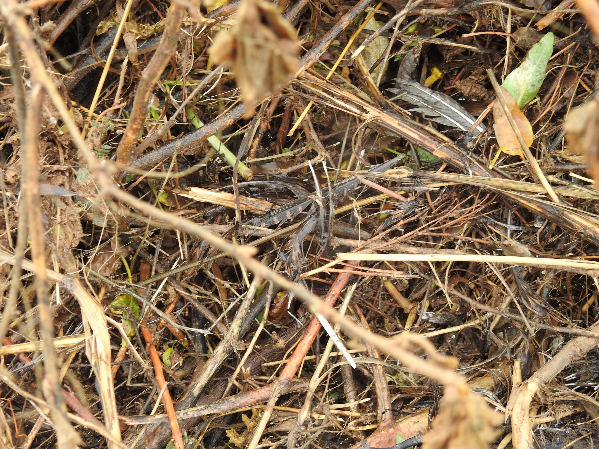 Brushland Tinamou (Nothoprocta cinerascens), photo 4