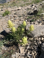 Castilleja occidentalis