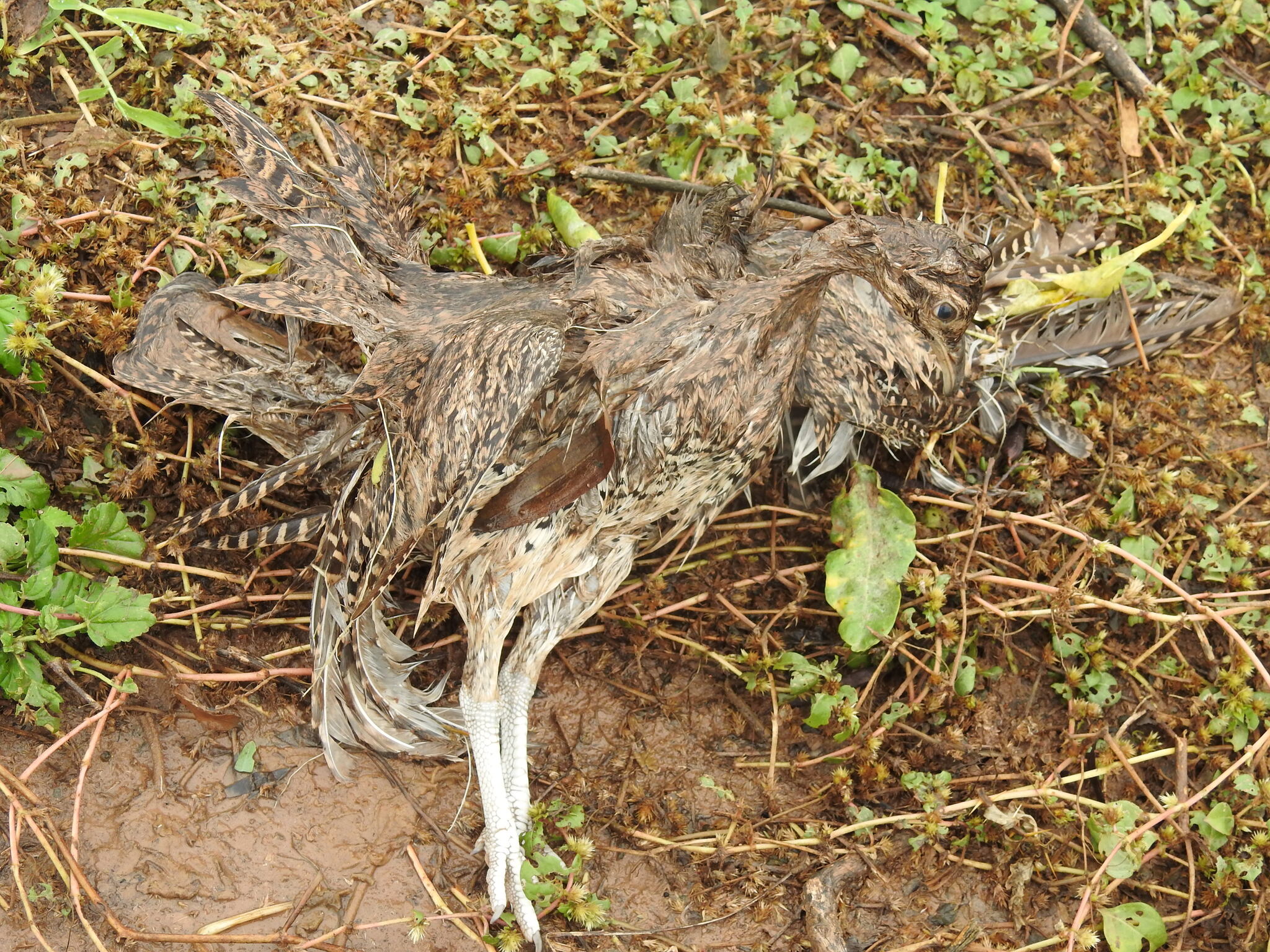 Brushland Tinamou (Nothoprocta cinerascens), photo 2