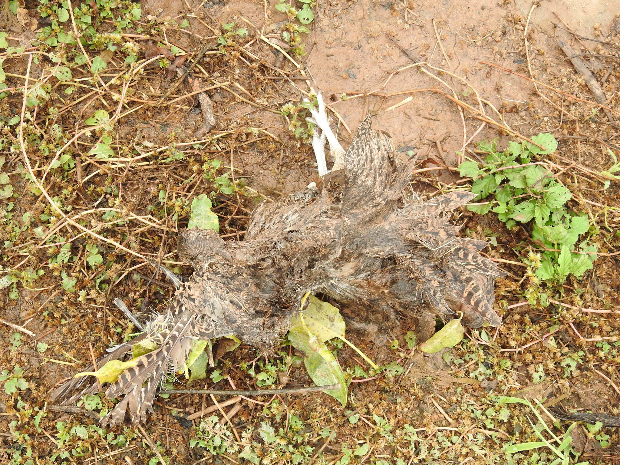 Brushland Tinamou (Nothoprocta cinerascens), photo 3