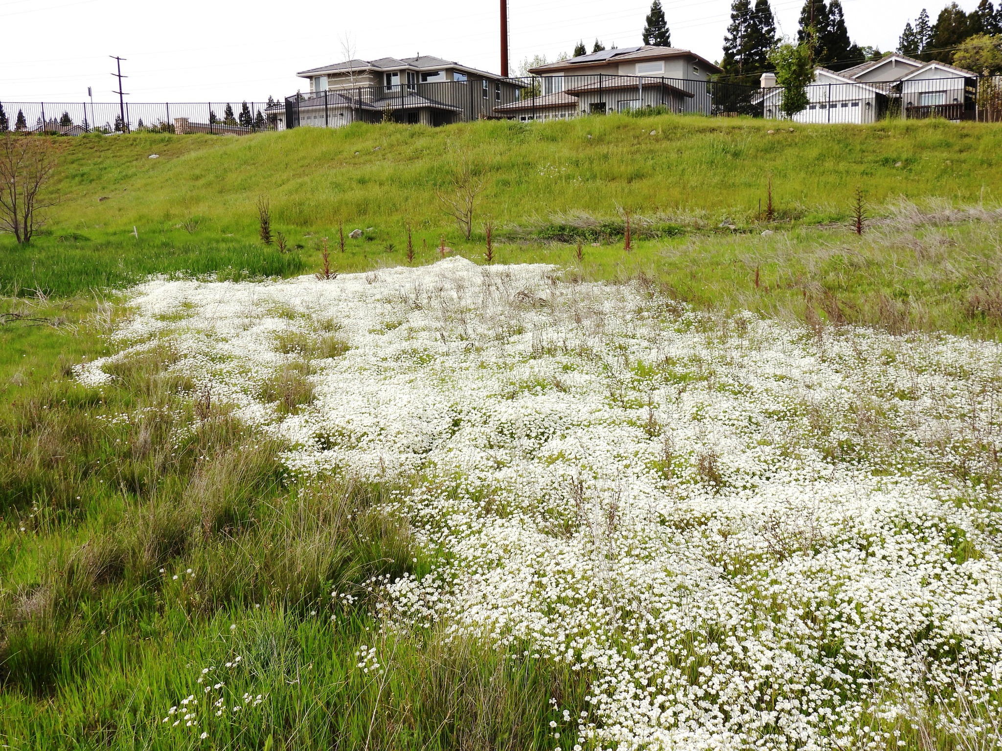 Imagem de Meadowfoam