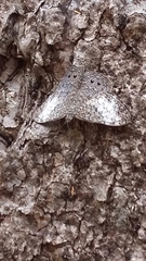 Hamadryas amphichloe