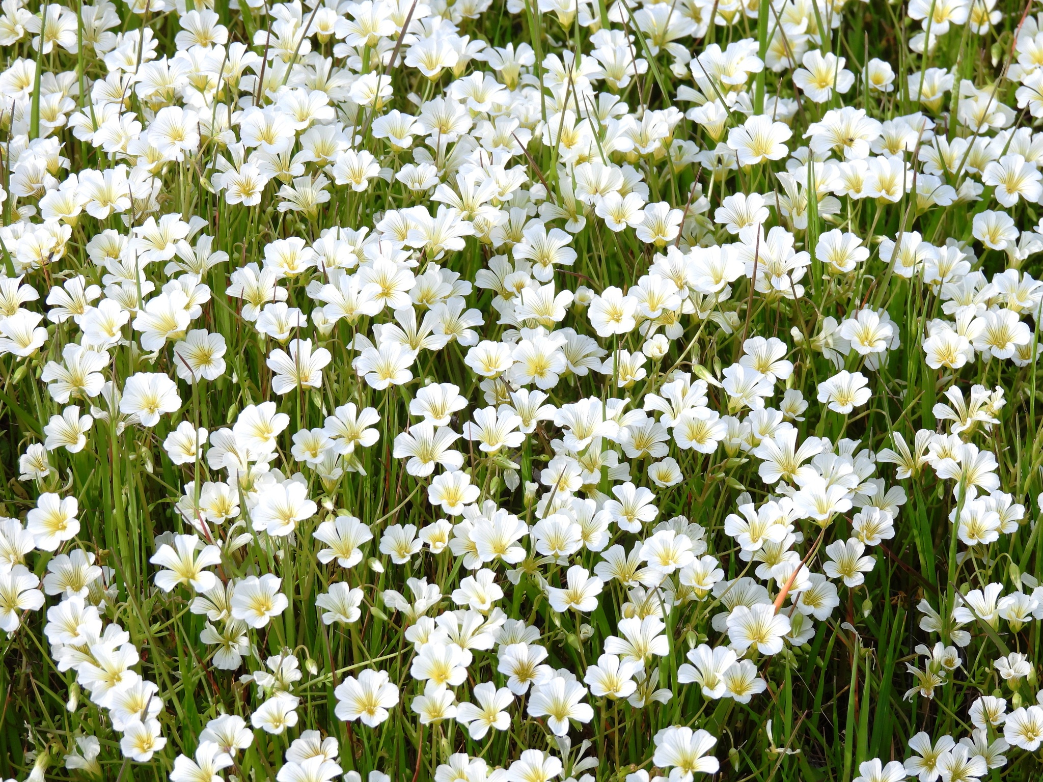 Imagem de Meadowfoam