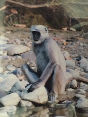 Semnopithecus schistaceus