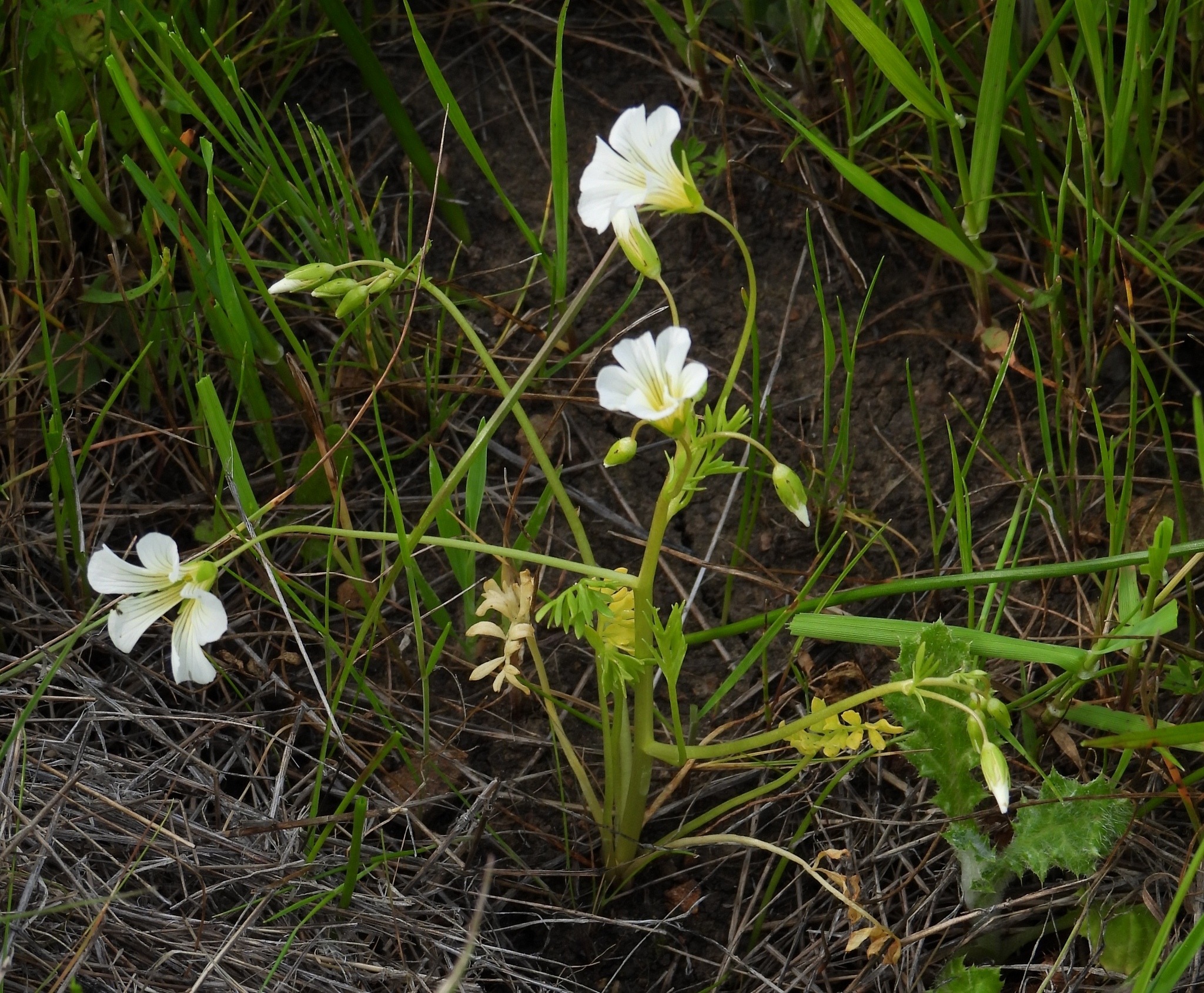 Imagem de Meadowfoam