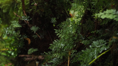 Polyphlebium diaphanum observed 2025-02-22