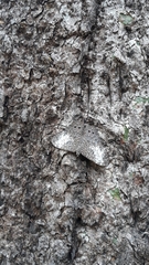 Hamadryas amphichloe