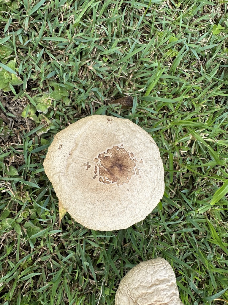 Chlorophyllum molybdites · April 2025 · photo: © prossington (iNaturalist, cc-by)
