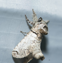 Inguromorpha basalis