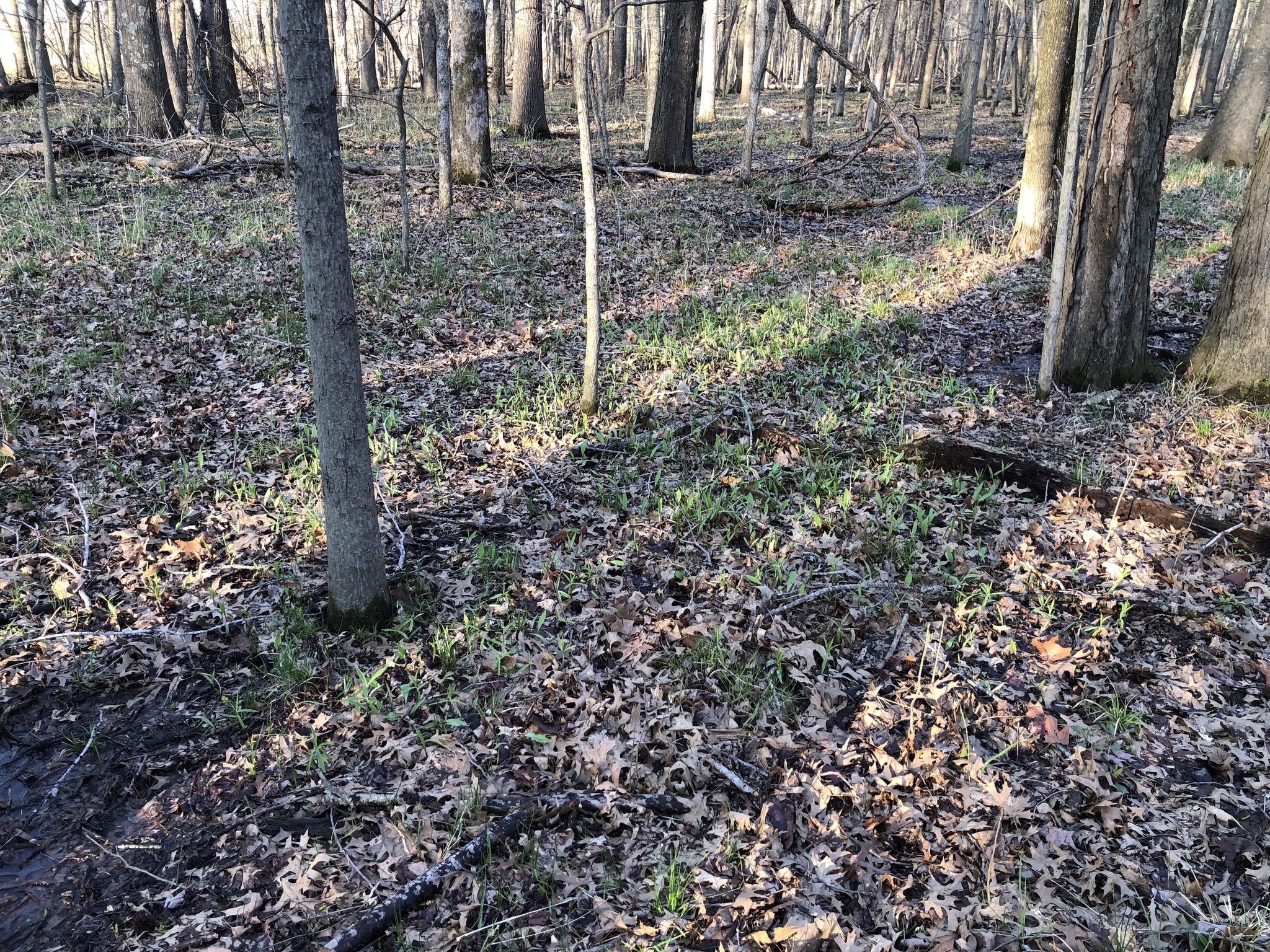Imagem de Lírio-do-michigan