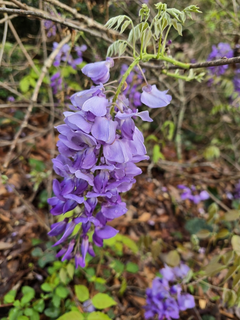 Chinese wisteria
