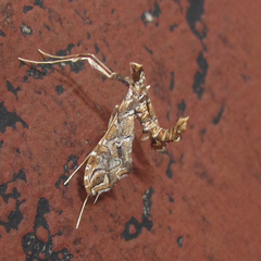 Lineodes
