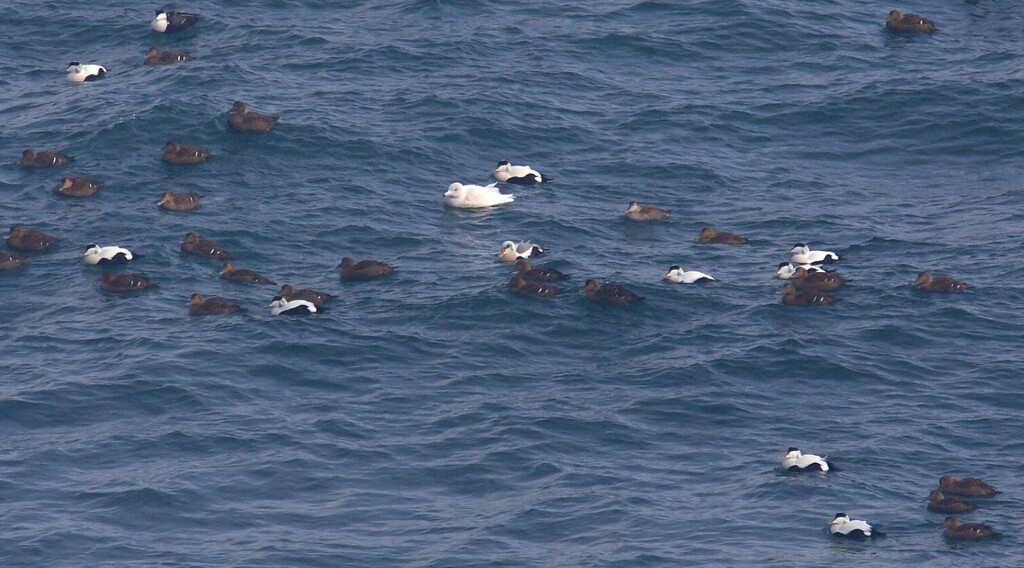 Common Eider x King Eider