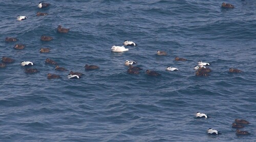 Common Eider x King Eider