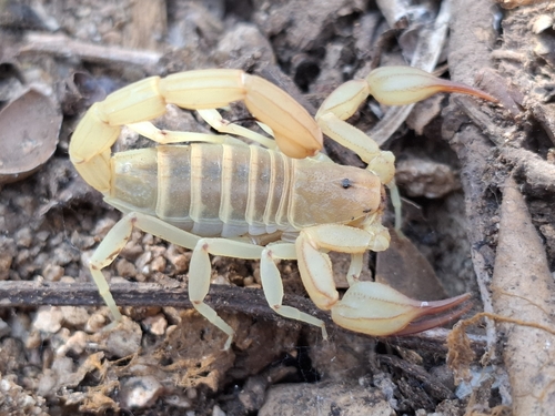 Kochius punctipalpi