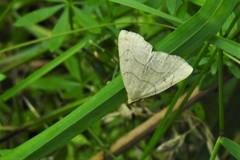 Zanclognatha pedipilalis