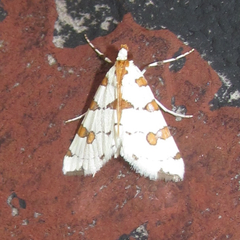 Conchylodes octonalis
