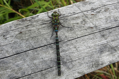 Aeshna umbrosa umbrosa