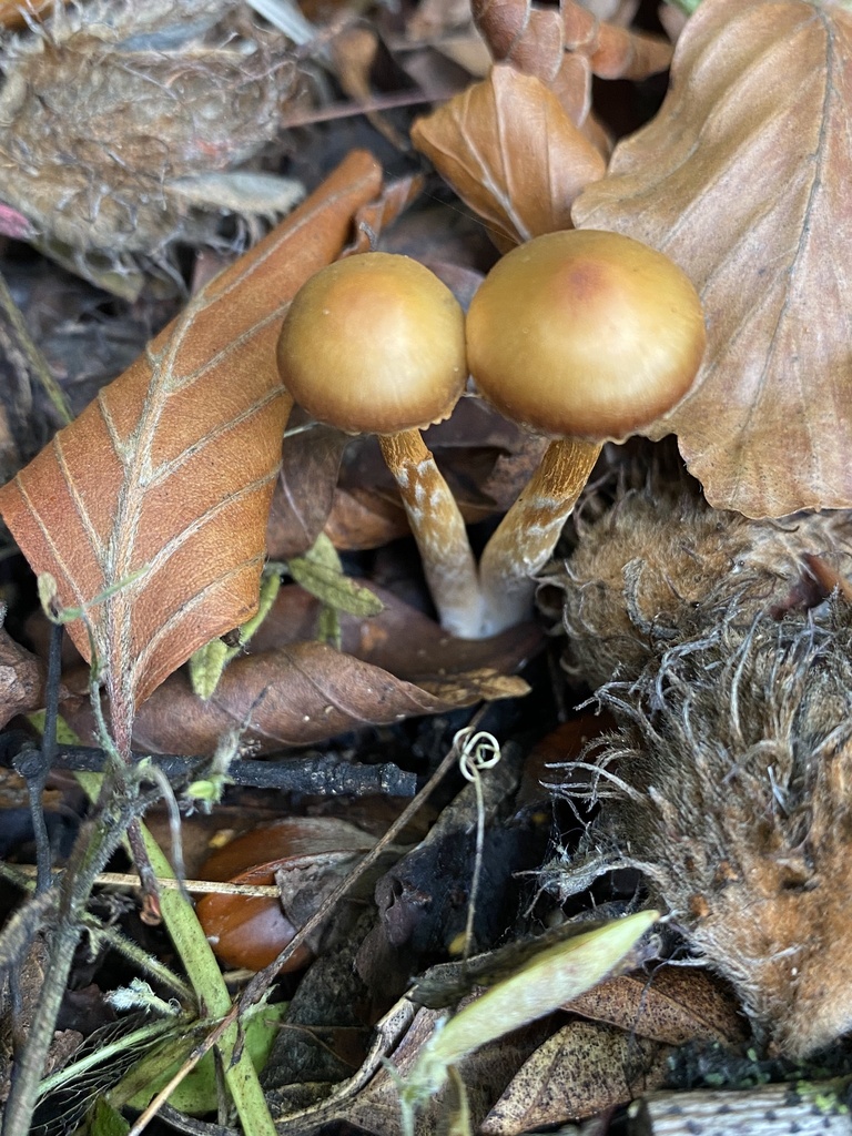 Cortinarius neofallax · April 2025 · photo: © caitlin_anderson1 (iNaturalist, cc-by)