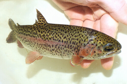 Rainbow Trout, photo 7 of 8