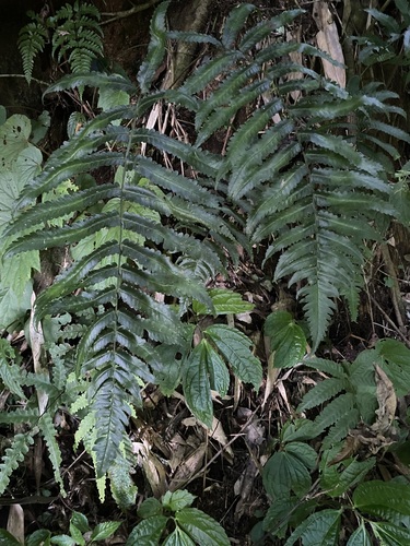 Dryopteris scottii iNat (3)