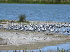 Chlidonias hybrida