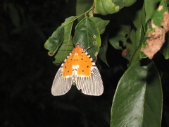 Peridrome orbicularis