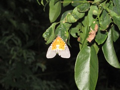 Peridrome orbicularis